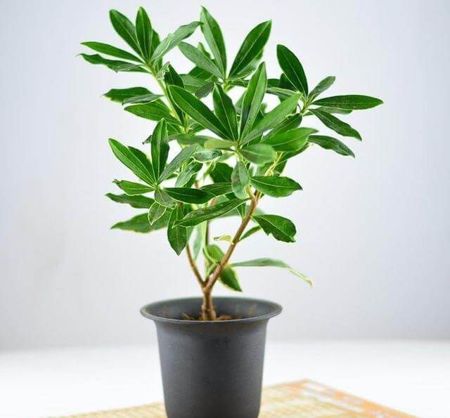 家居应该选购什么绿色植物，这些要知道！